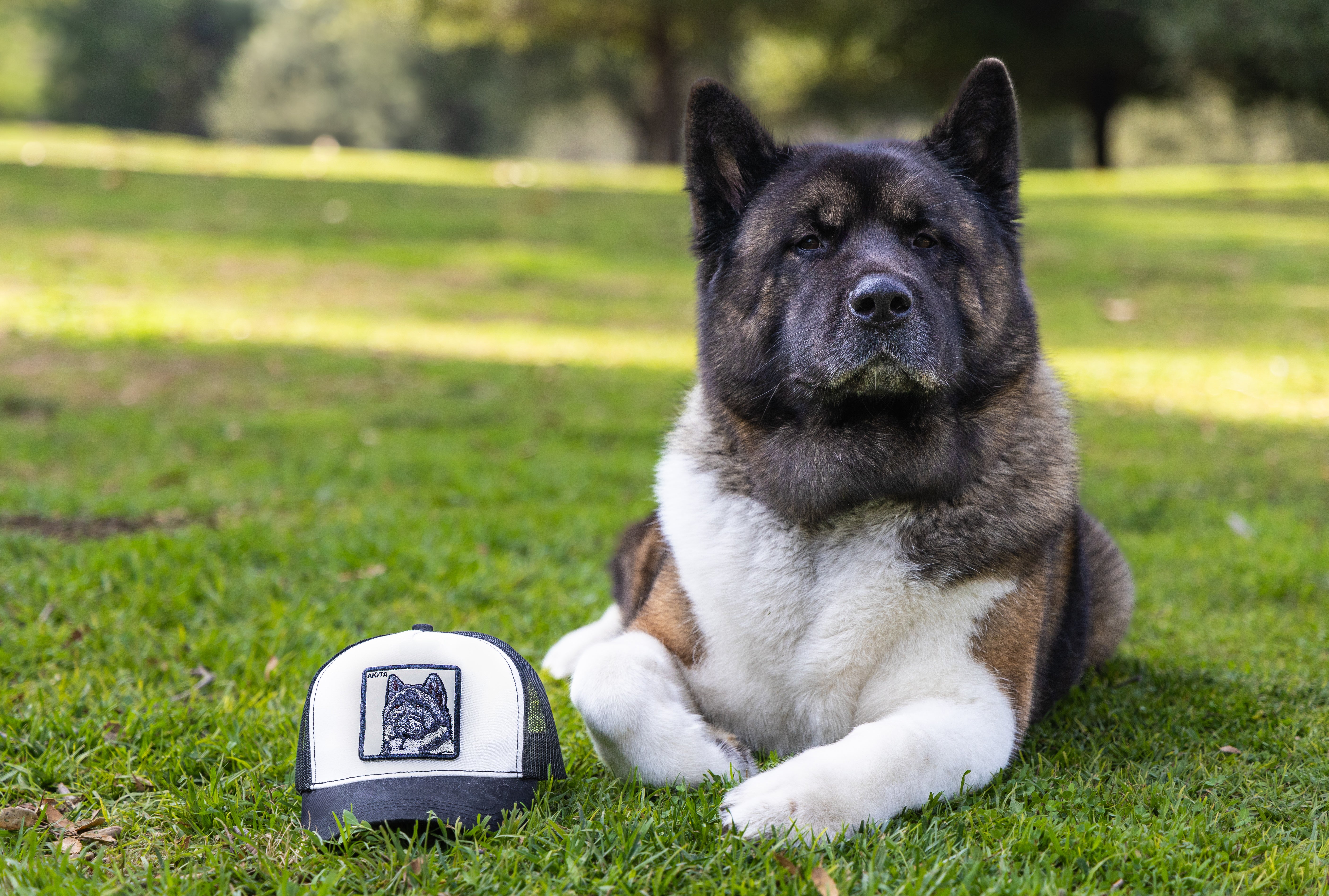 Akita hats