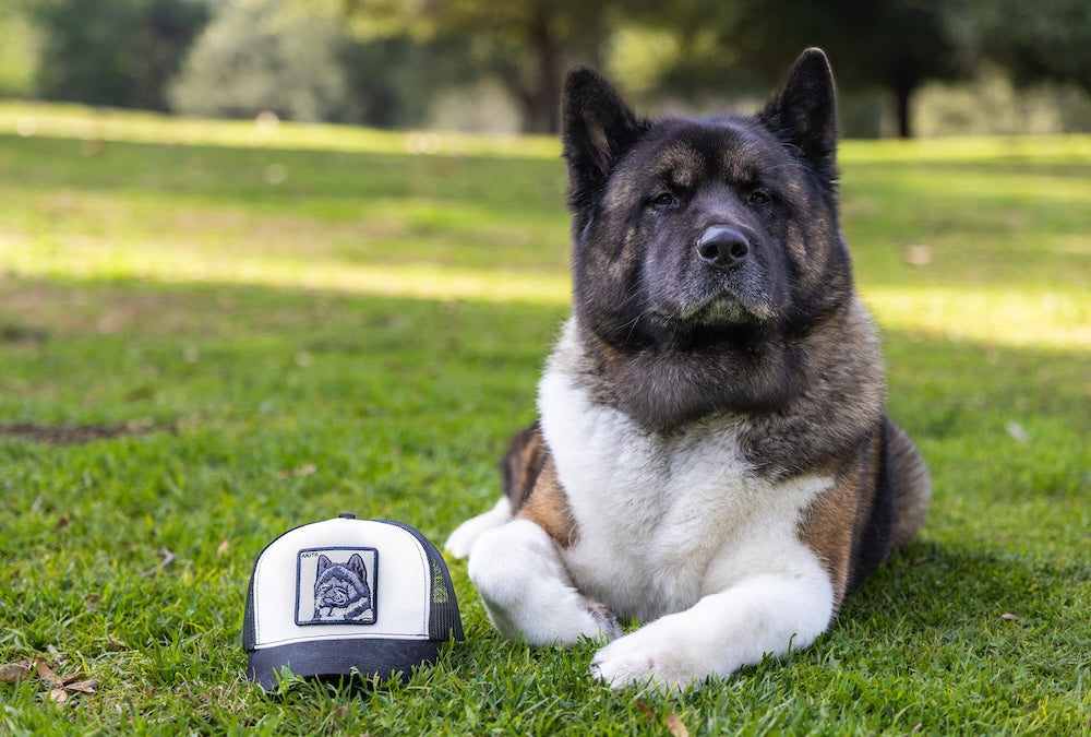 shop dogs