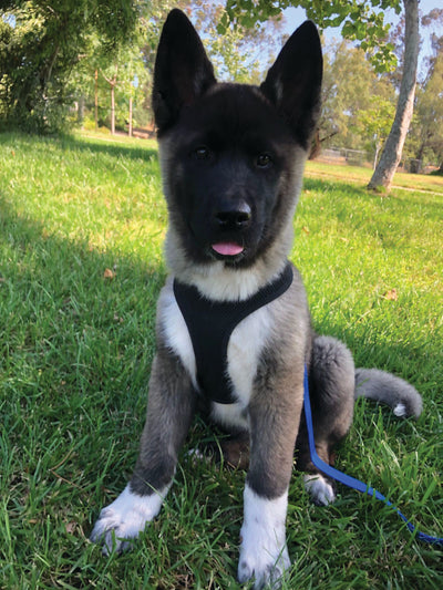 Max
