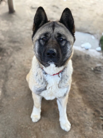 Enzo