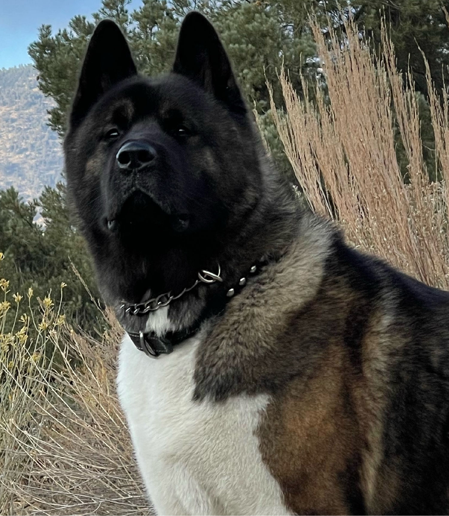 Leonidas: King of Dog Kingdom